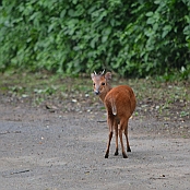 "Red Duiker" St. Lucia, South Africa